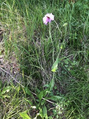 Knautia dipsacifolia