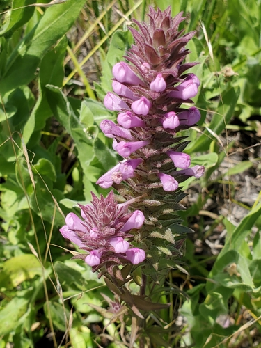 Image of Orthocarpus bracteosus by no rights reserved