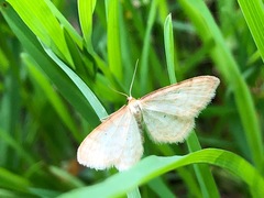 Idaea humiliata