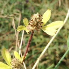 Trifolium striatum
