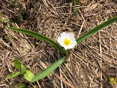 Ranunculus kuepferi