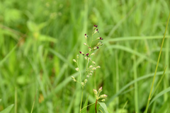 Dichanthelium scribnerianum