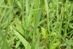 Dichanthelium scribnerianum