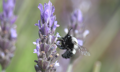 Epiclopus lendlianus