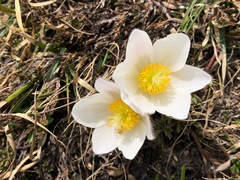 Pulsatilla vernalis