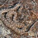 Halys Pit Viper - Photo (c) Lennart Schmid, some rights reserved (CC BY-NC), uploaded by Lennart Schmid