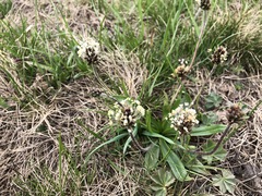 Plantago alpina