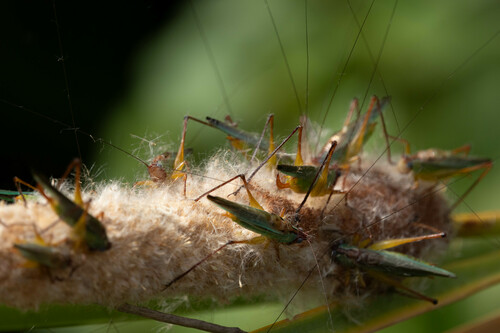 Handsome Meadow Katydid