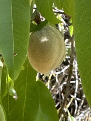 Prunus dulcis