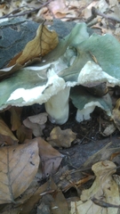 Russula cyanoxantha