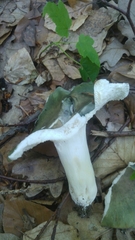 Russula cyanoxantha