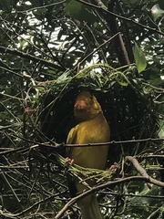 Ploceus castaneiceps