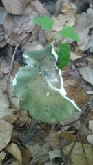 Russula cyanoxantha