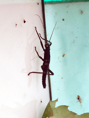 Golden-Eyed Stick Insect