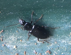 Agonum punctiforme