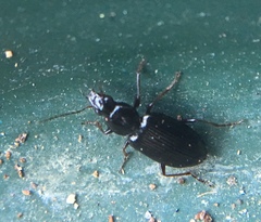Agonum punctiforme