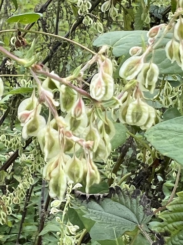 Fallopia dumetorum iNat (2)