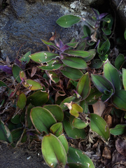 Tradescantia cerinthoides