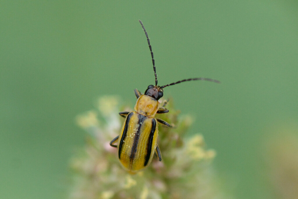 Western corn rootworm