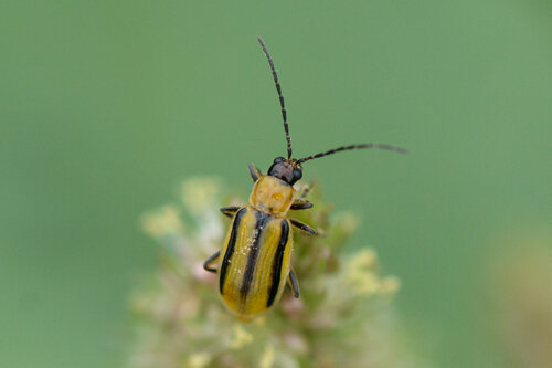 Western Corn Rootworm