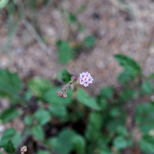 Image of Purple Spiderling (Boerhavia purpurascens) by (c) Andrew Tree, some rights reserved (CC BY)