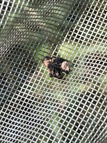 Poplar-and-Willow Borer photo 4