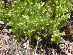 Galium andrewsii