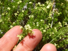Galium andrewsii
