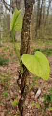 Aristolochia macrophylla
