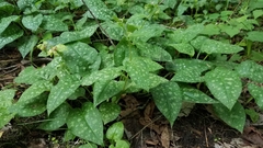 Pulmonaria officinalis