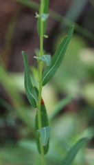 Ludwigia virgata