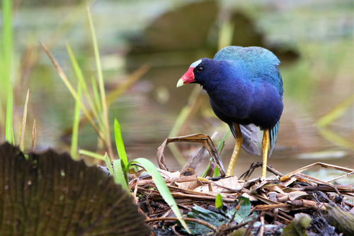 Purple Gallinule