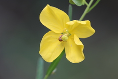 Ludwigia virgata