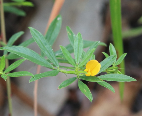 Sidebeak pencilflower