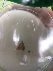 Saucrobotys futilalis