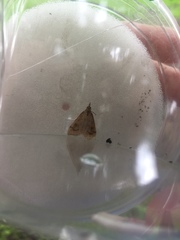 Saucrobotys futilalis