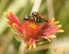 Acmaeodera mixta