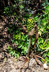 Arum dioscoridis