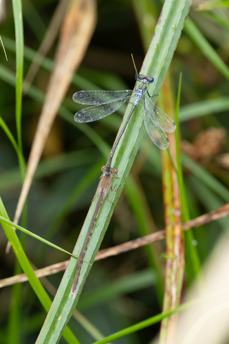 Siberian Winter Damsel, Scheerwolde, Netherlands, photo 7 of 10