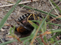 Bombus lapidarius