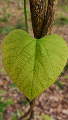 Aristolochia macrophylla