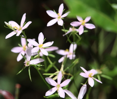 Sabatia brachiata