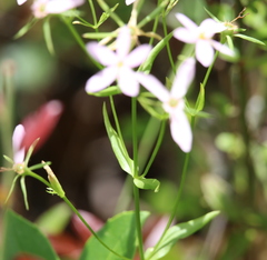 Sabatia brachiata