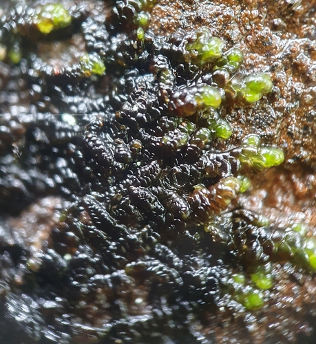 Representative image of Marchesinia mackaii