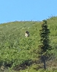 Marmota