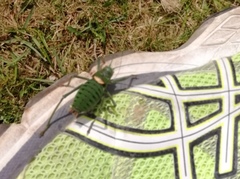 Callicrania ramburii