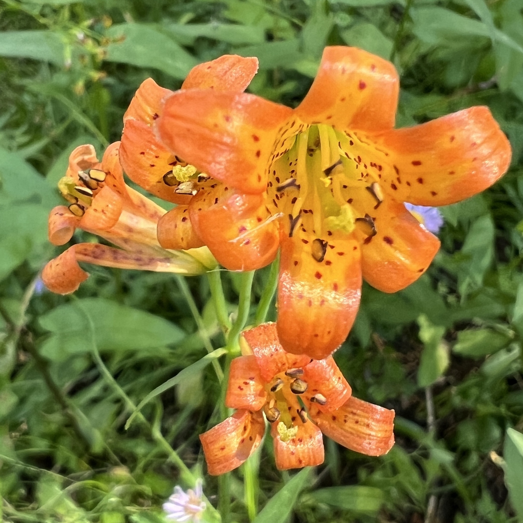 Lilium parvum