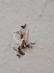 Neoleucinodes elegantalis