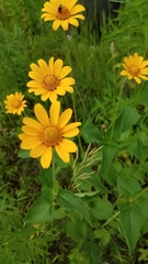 Heliopsis