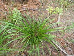 Carex lonchocarpa